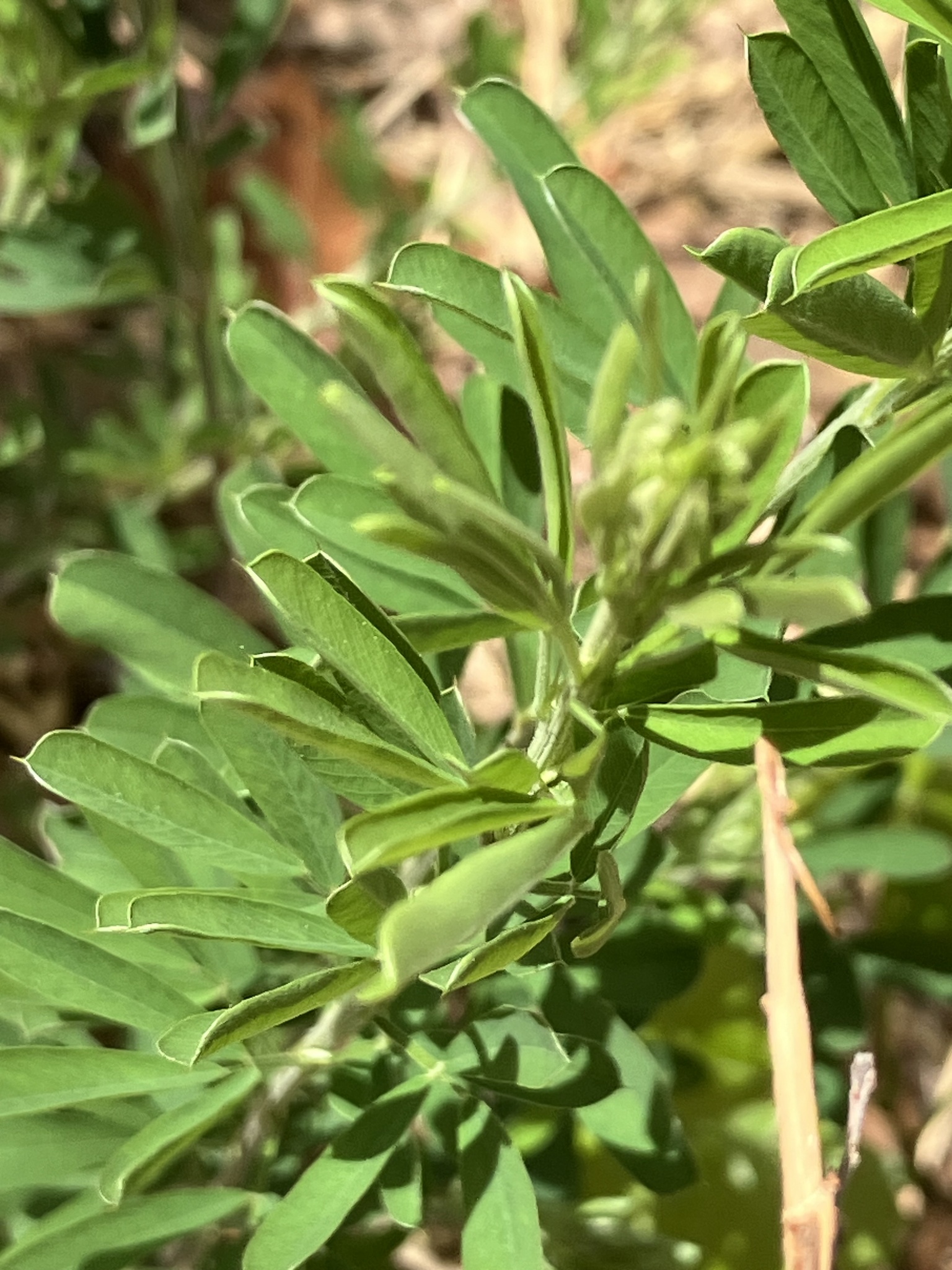 Sericea Lespedeza (Lespedeza cuneata)