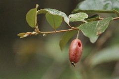 Elaeagnaceae