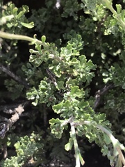 Pentzia sphaerocephala