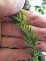 Tmesipteris sigmatifolia