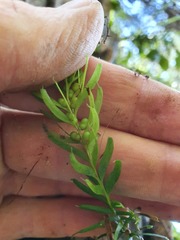 Tmesipteris sigmatifolia