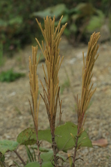 Arabis stelleri japonica