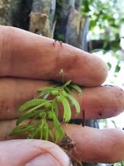 Tmesipteris sigmatifolia