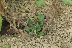 Arabis stelleri japonica