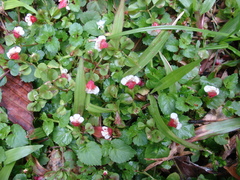 Torenia polygonoides