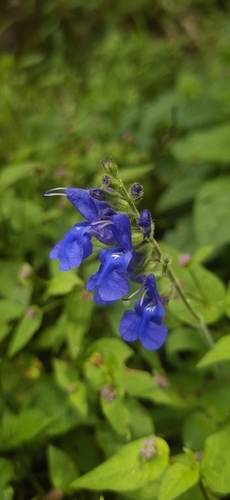 Salvia scutellarioides, photograph 6