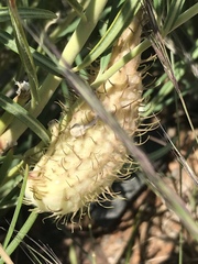 Gomphocarpus tomentosus tomentosus