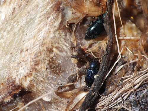 Violet Checkered Beetle photo 5