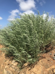 Gomphocarpus tomentosus tomentosus