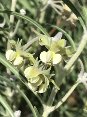 Gomphocarpus tomentosus tomentosus