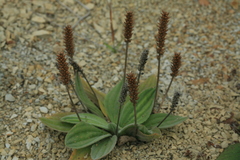 Plantago camtschatica