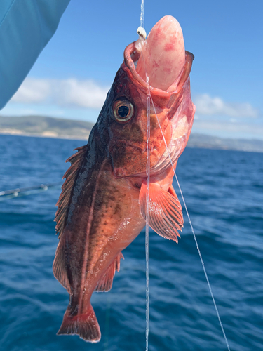 Mexican rockfish (Sebastes macdonaldi) — Sebastidae