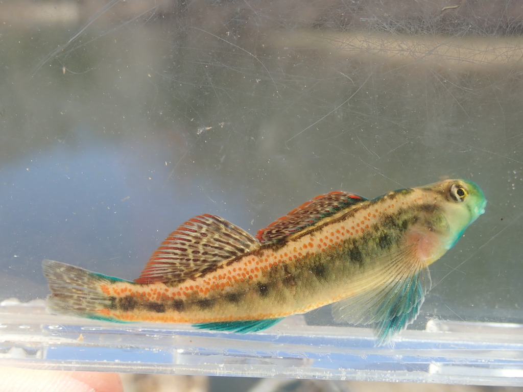 Duck Darter