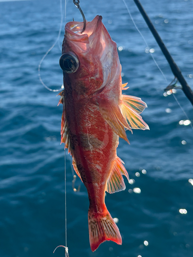 Halfbanded rockfish (Sebastes semicinctus) — Sebastidae