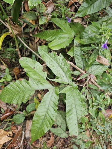 Broad Halberd Fern (Tectaria heracleifolia)