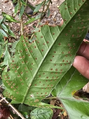 Tectaria heracleifolia, photograph (c) Liliana Ramírez-Freire, some rights reserved (CC BY)