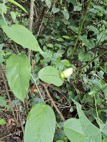 Passiflora serratifolia (Passiflora serratifolia)