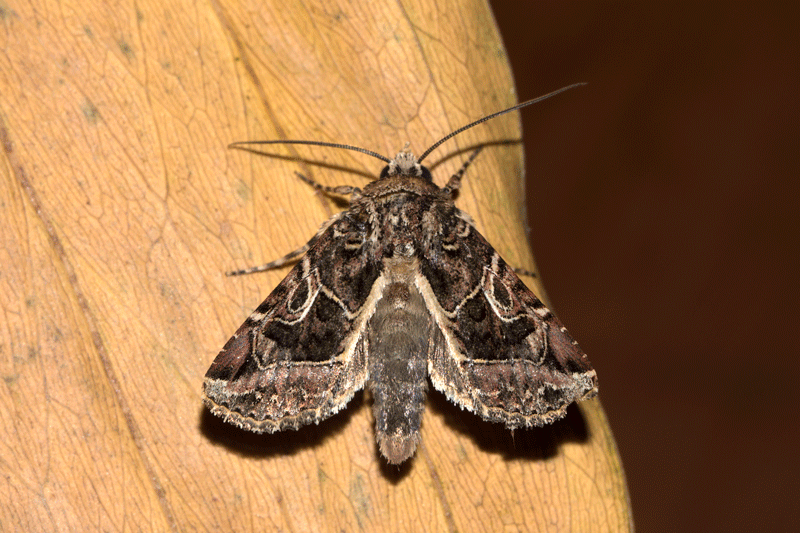 Mamestra soligena