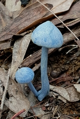 Entoloma virescens