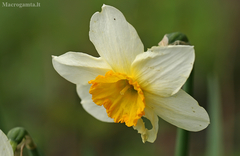Narcissus × incomparabilis