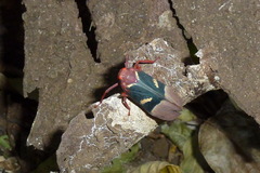 Scamandra daphne