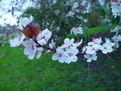 Prunus cerasifera pissardii