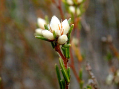 Cryptandra hispidula