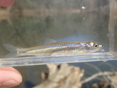 Highland Shiner photo 4