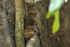 Tarsius spectrumgurskyae