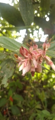 Cavendishia pubescens