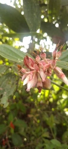 Cavendishia pubescens, photograph 2