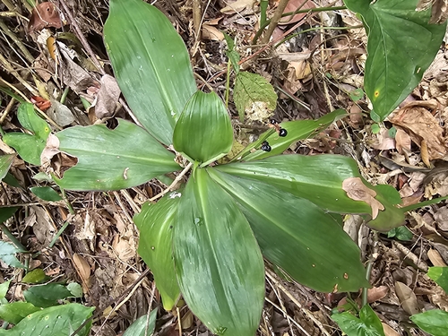 Tradescantia zanonia (Tradescantia zanonia)