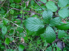 Rubus cissburiensis