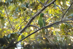 Tanygnathus sumatranus