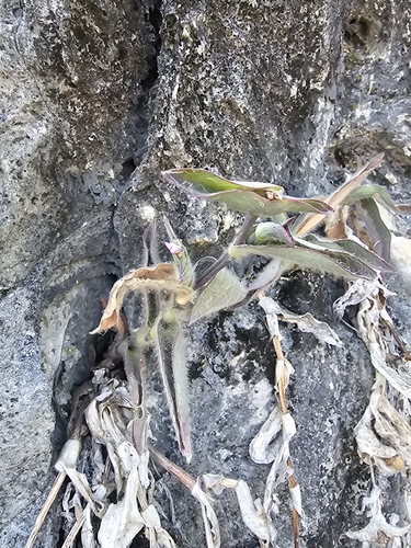 Tradescantia sillamontana