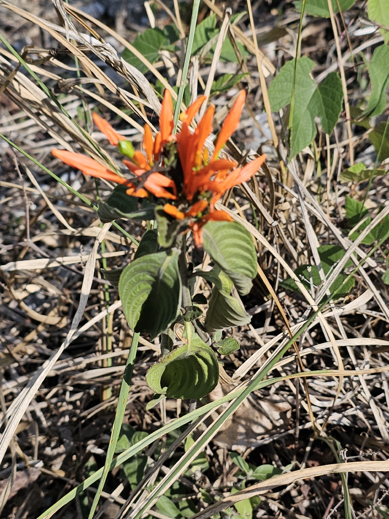 Mohintli (Justicia spicigera)