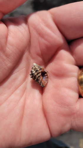 Semiricinula turbinoides, 2026-04-06