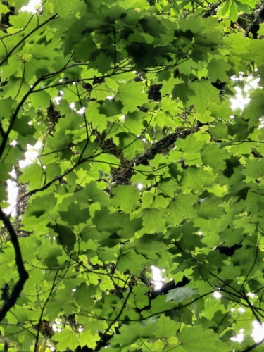 Acer skutchii, photograph 2