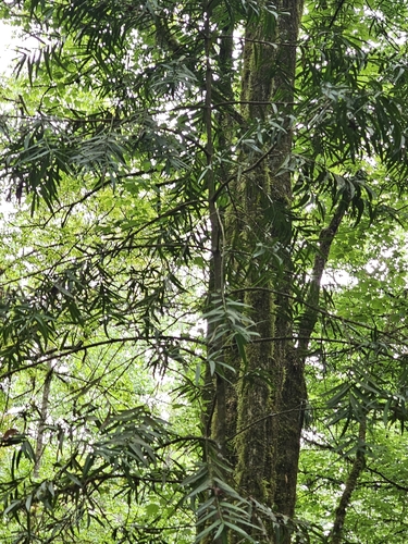 Podocarpus matudae, photograph 3