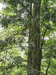 Podocarpus matudae, photograph (c) Liliana Ramírez-Freire, some rights reserved (CC BY)