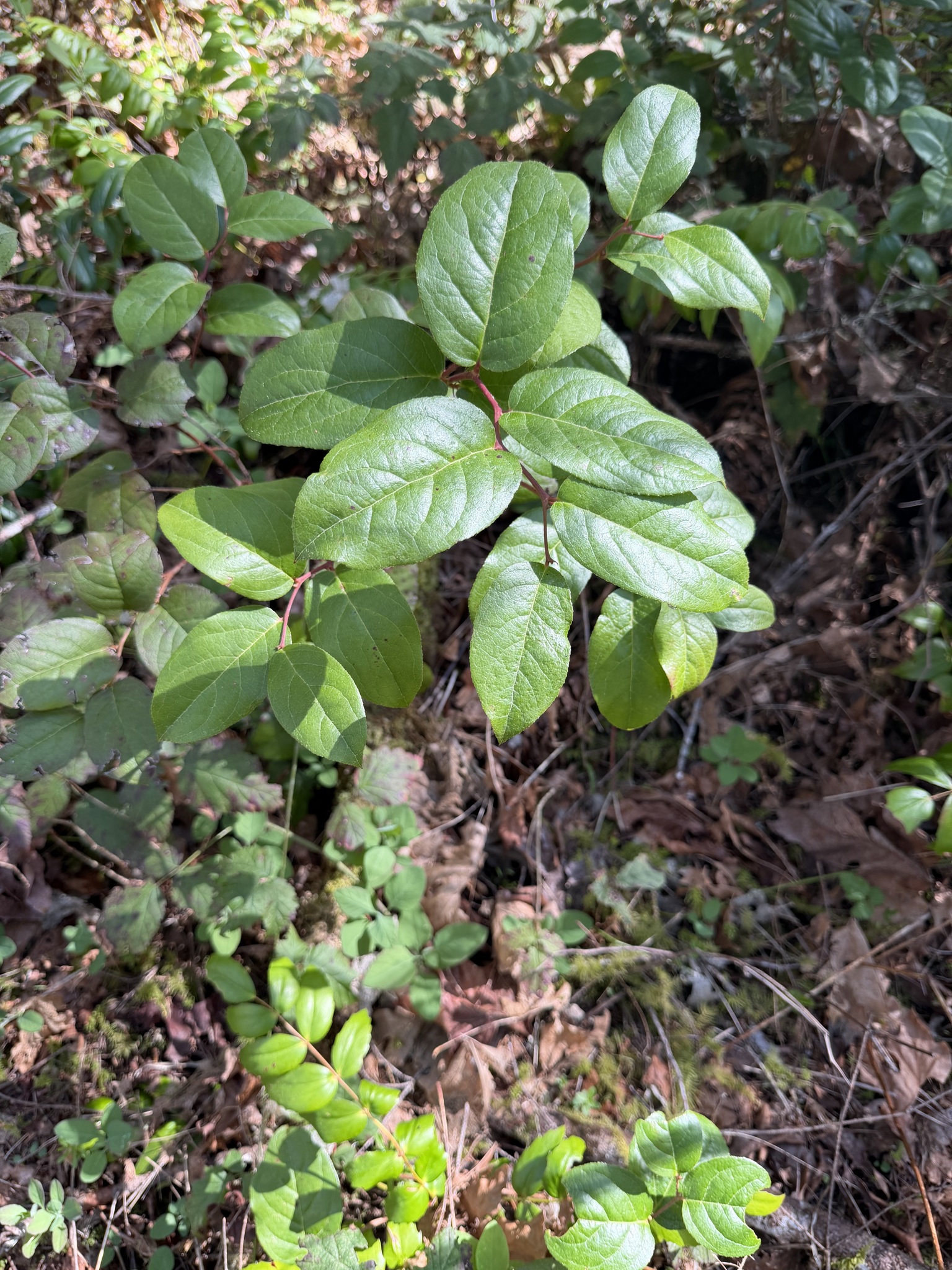 Shallon (Gaultheria shallon)