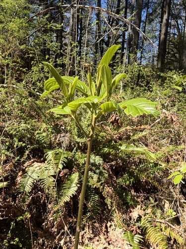 Cascara (Frangula purshiana)