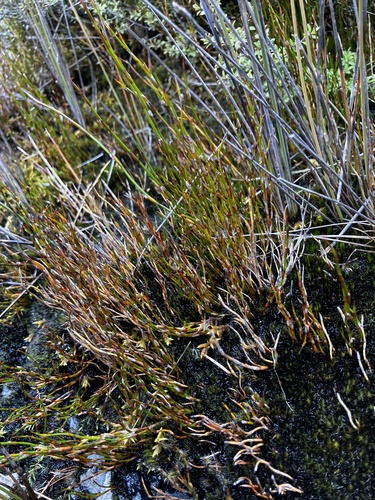 Wire Rush (Empodisma minus)