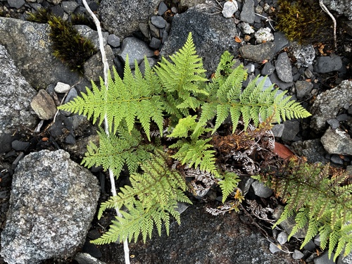 Hard fern (Paesia scaberula)