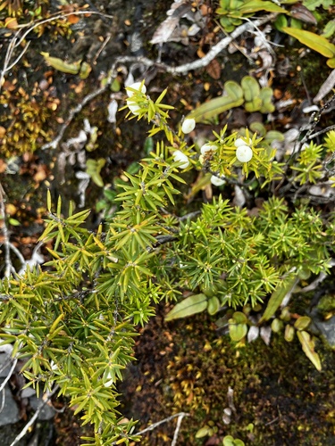 Prickly mingimingi (Leptecophylla juniperina)