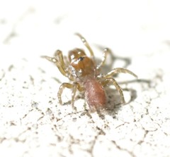 Atypus