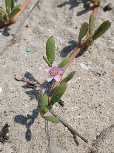 sea purslane