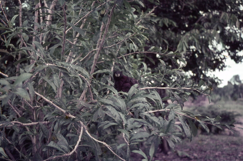 Red-mantled Saddle-back Tamarin