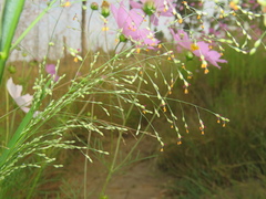 Panicum schinzii