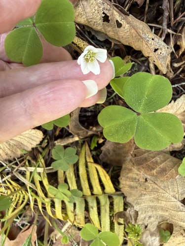 Redwood-Sorrel (Oxalis oregana)